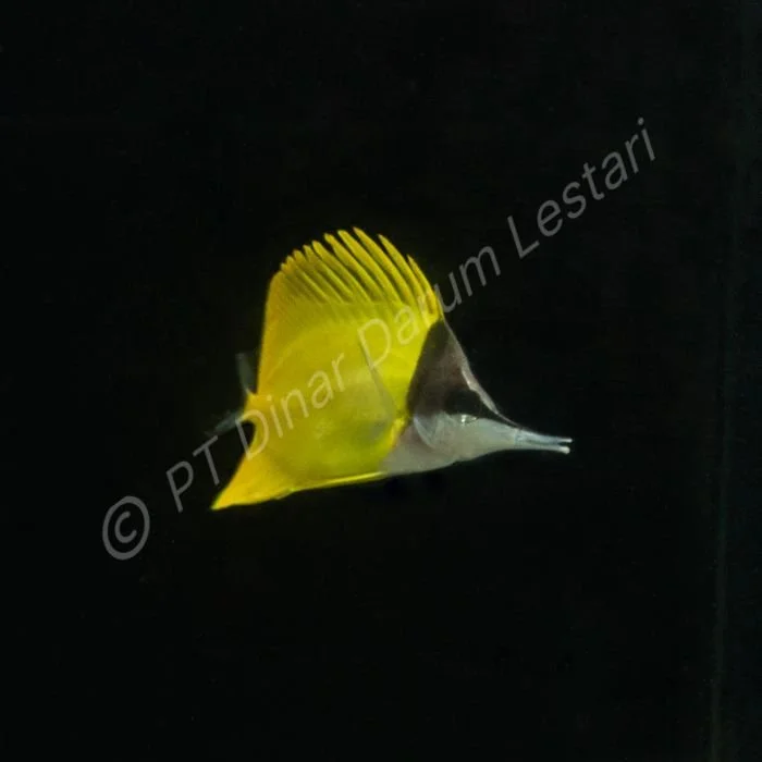 DINAR-1537 e.jpg