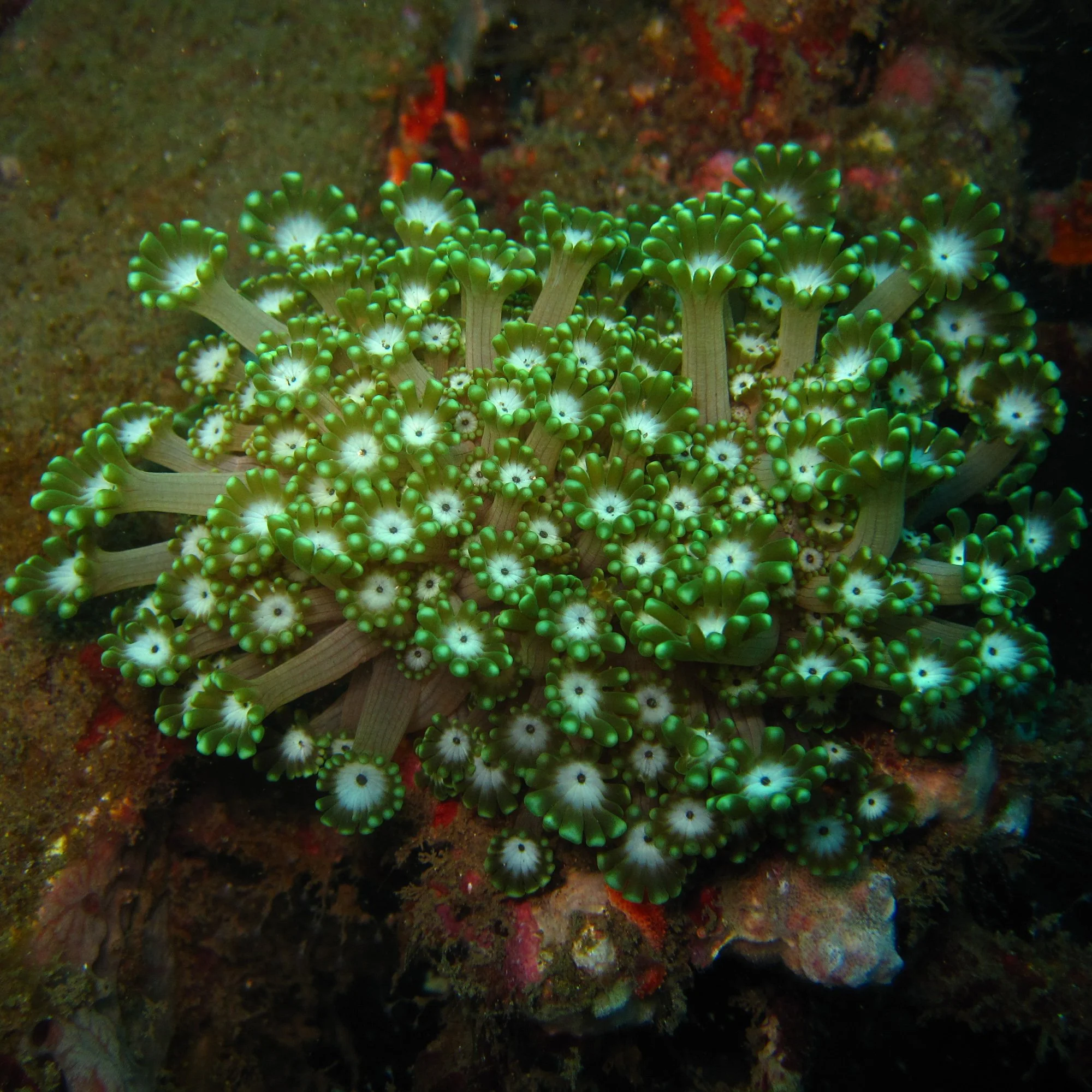 HC Alveopora sp 1.jpg