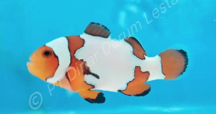 Clownfish Goris 007.jpg