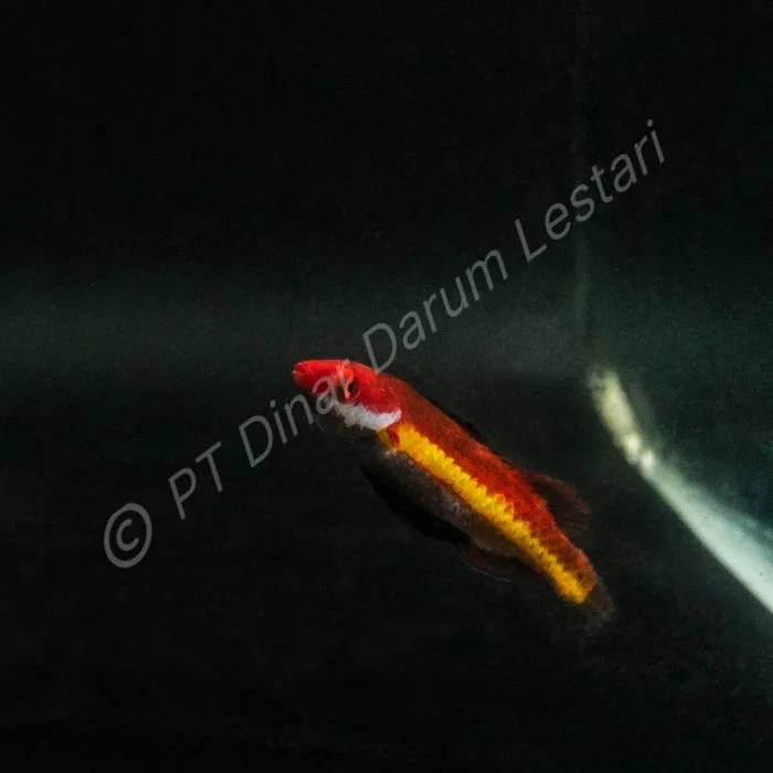 DINAR-1547 e.jpg