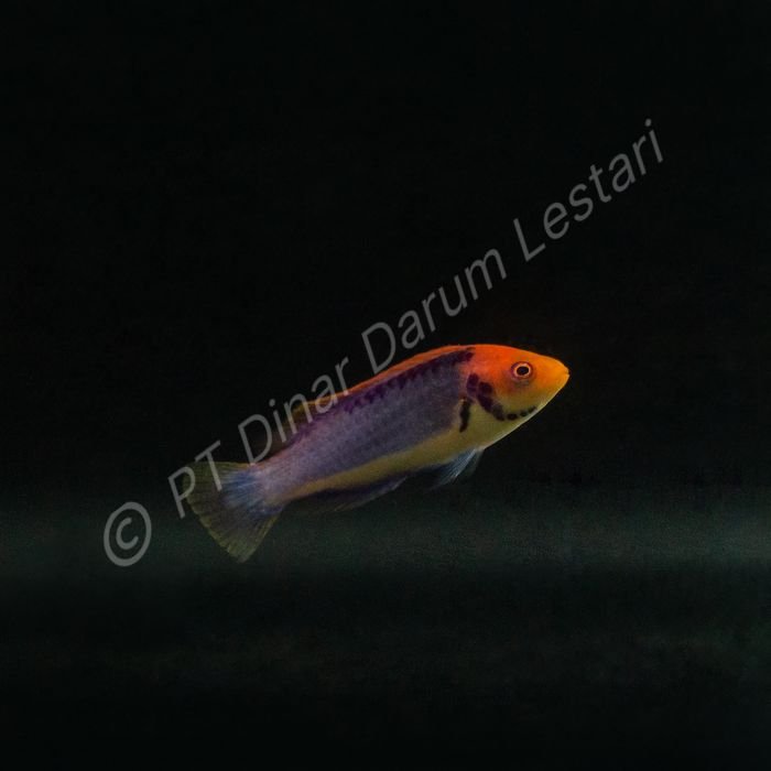 DINAR-1141 e.jpg