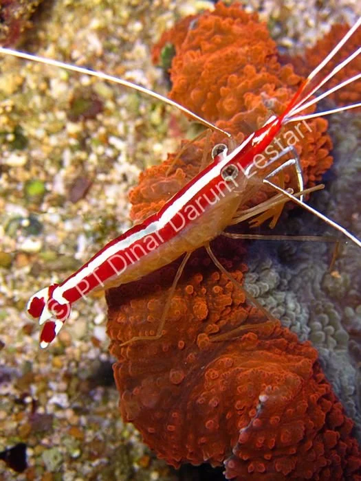 Lysmata amboinensis.jpg