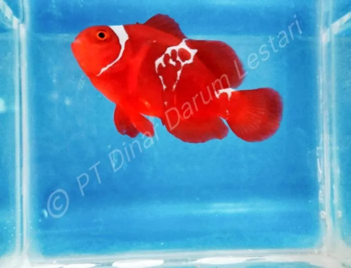 Clownfish Gilimanuk 021.jpg