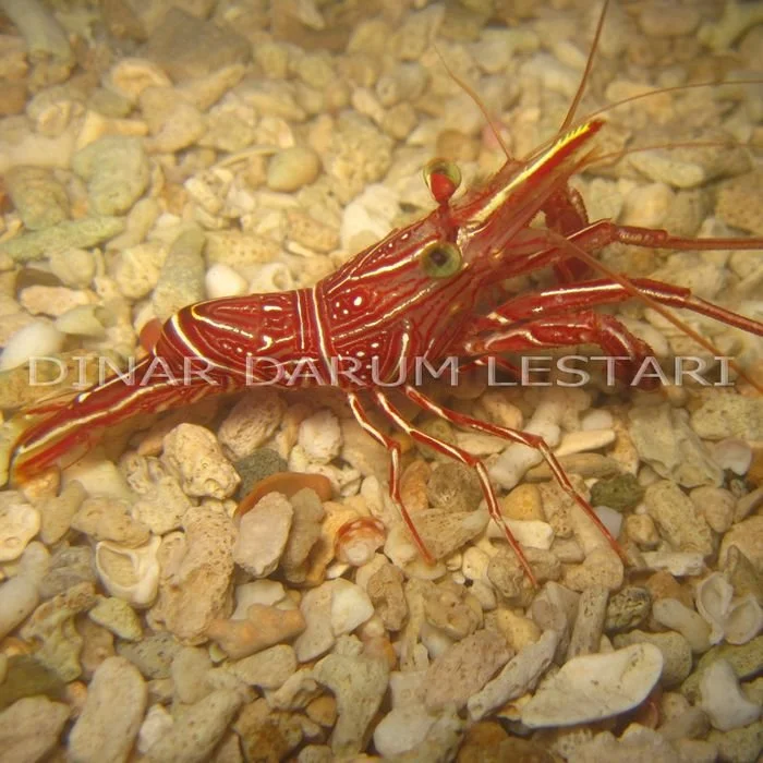 Rhynchocinetes durbanensis.jpg