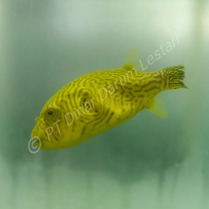 FISH 48.jpg