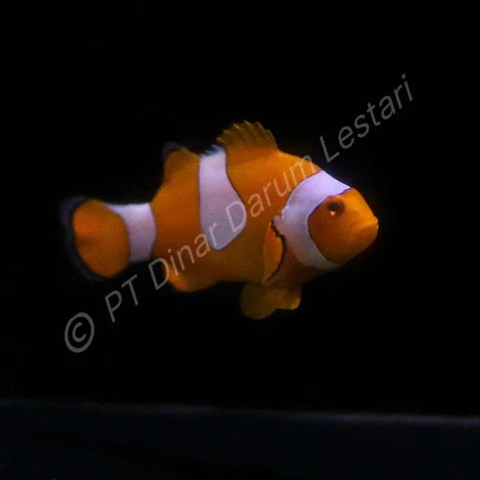 FISH 46.jpg