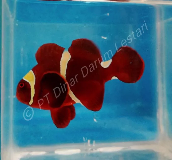 Clownfish Gilimanuk 003.jpg