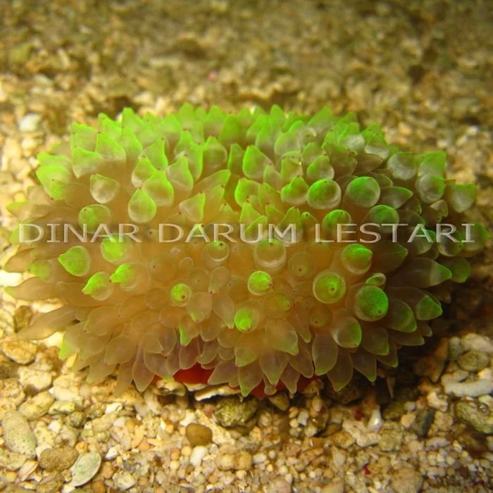 jagung pentil warna (2).jpg
