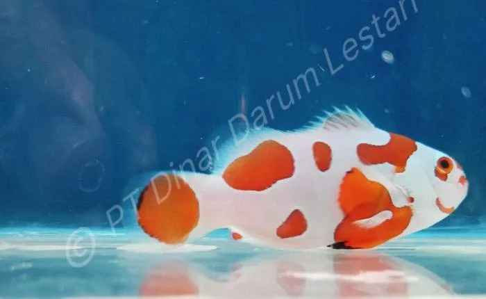 Clownfish Goris 015.jpg