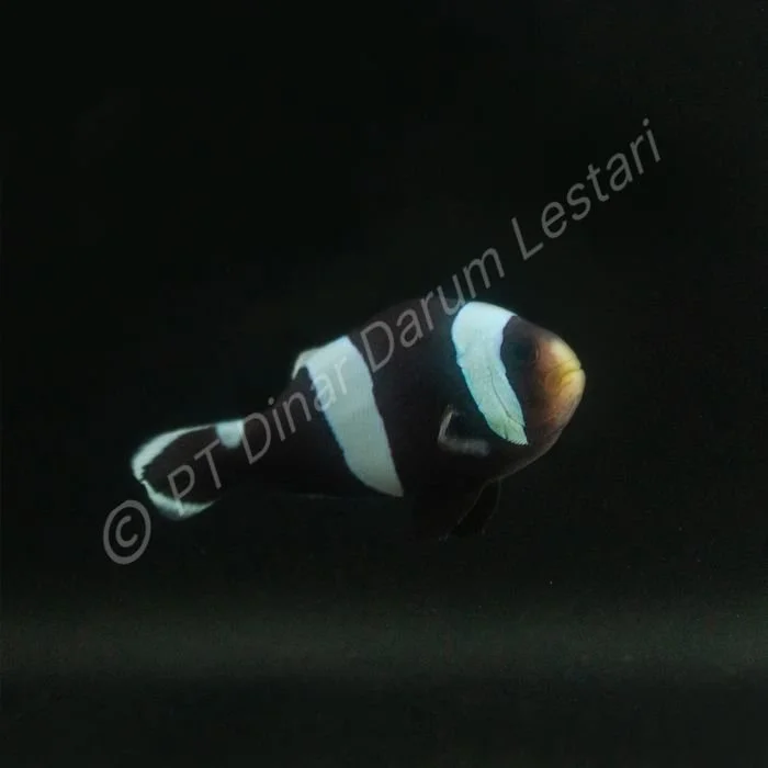 DINAR-0755 e.jpg