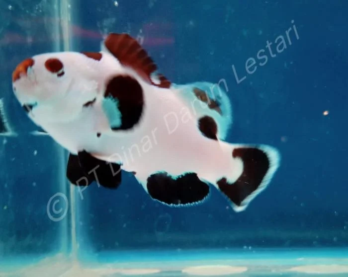 Clownfish Goris 016.jpg