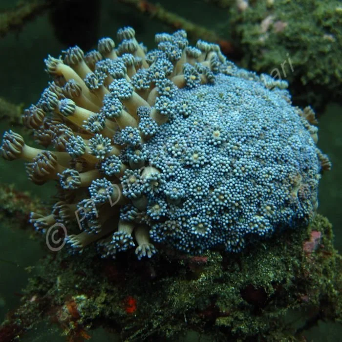 Goniopora lobata.jpg