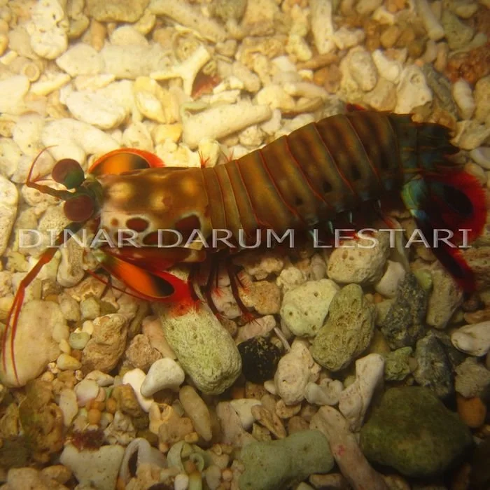 Odontodactylus scyllarus.jpg