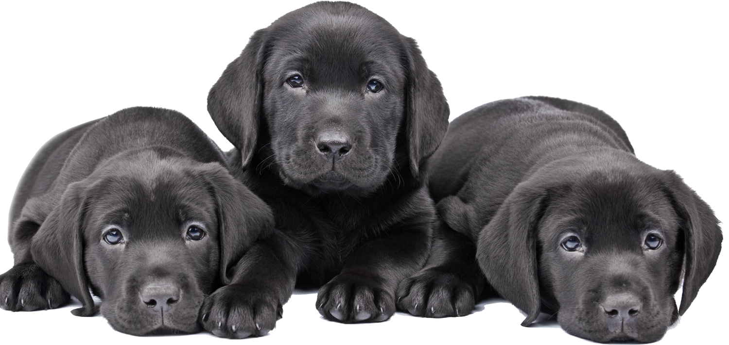 lab-puppies.png