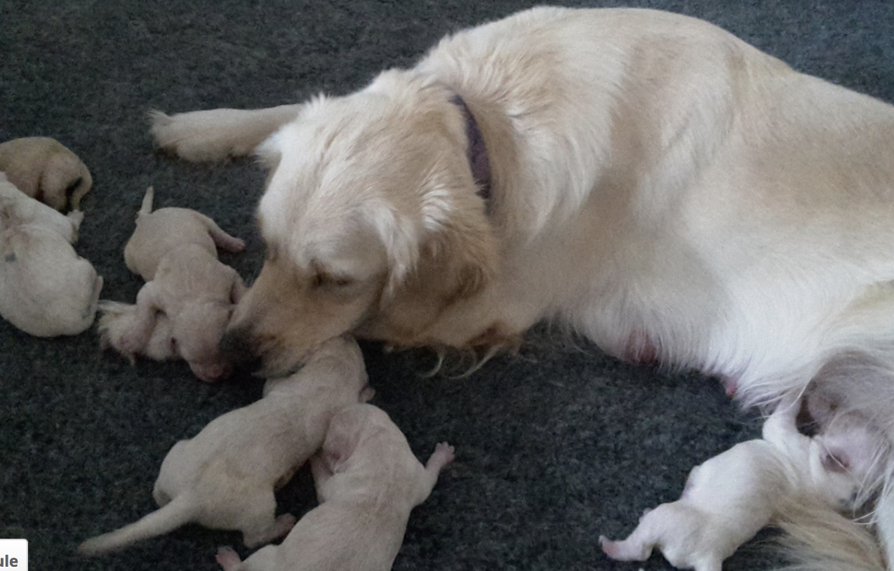 Alsi Litter.png