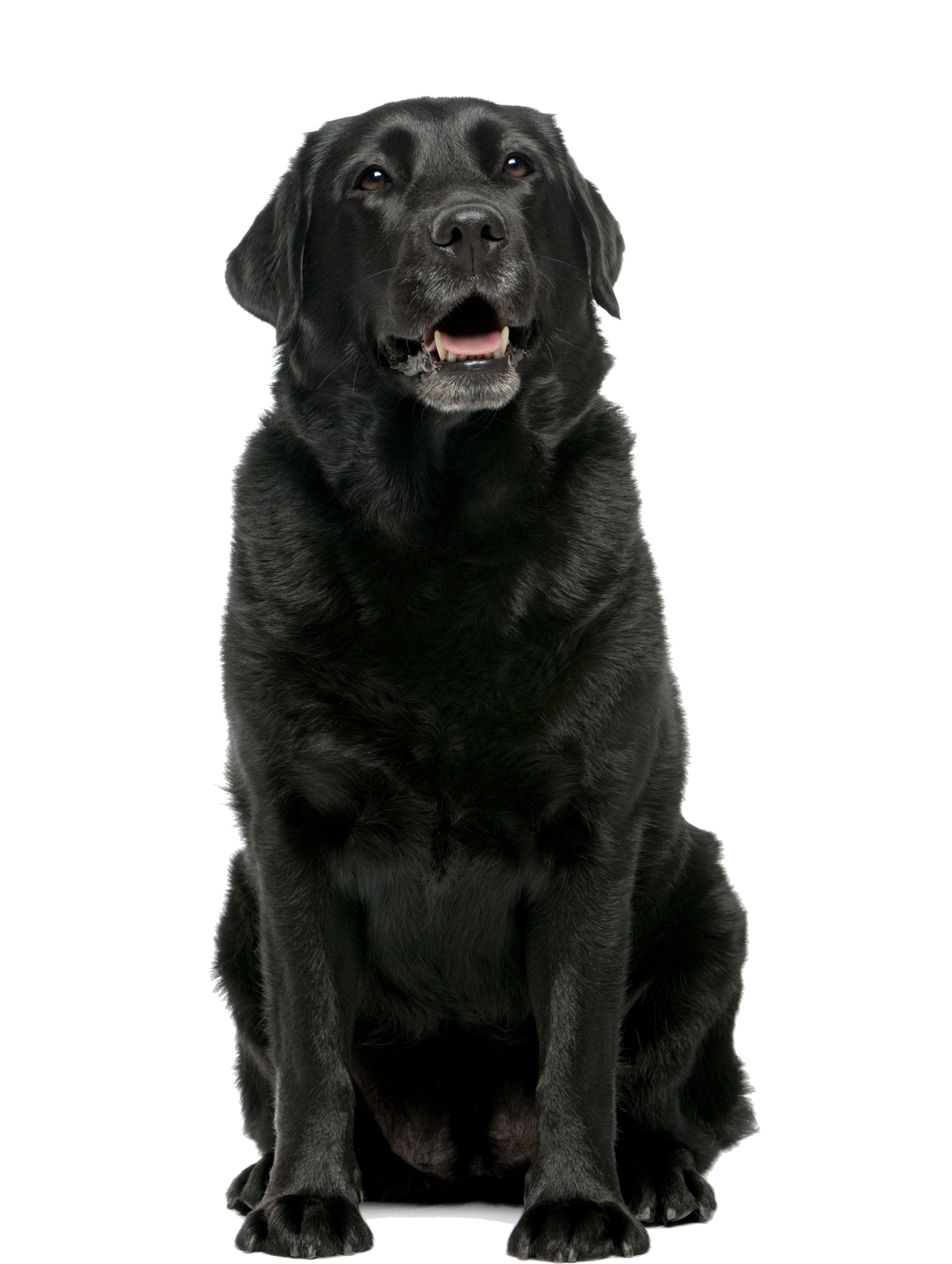 home-page-black-lab.png