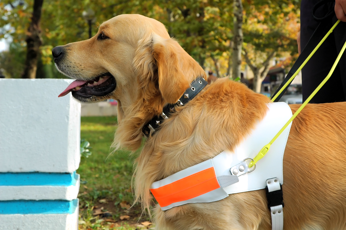 Upgrade whelping box #goldenretriever #servicedogintraining #servicedo, Service Dogs