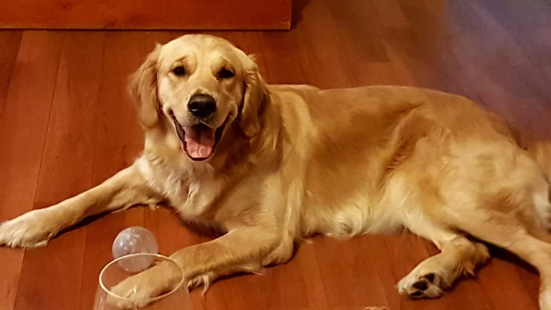 Rosie 1 year.jpg