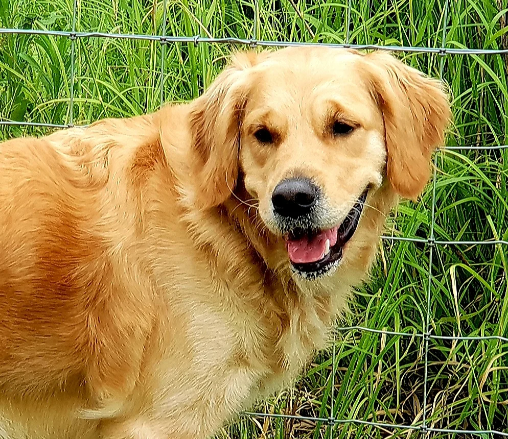 ROSIE2.jpg