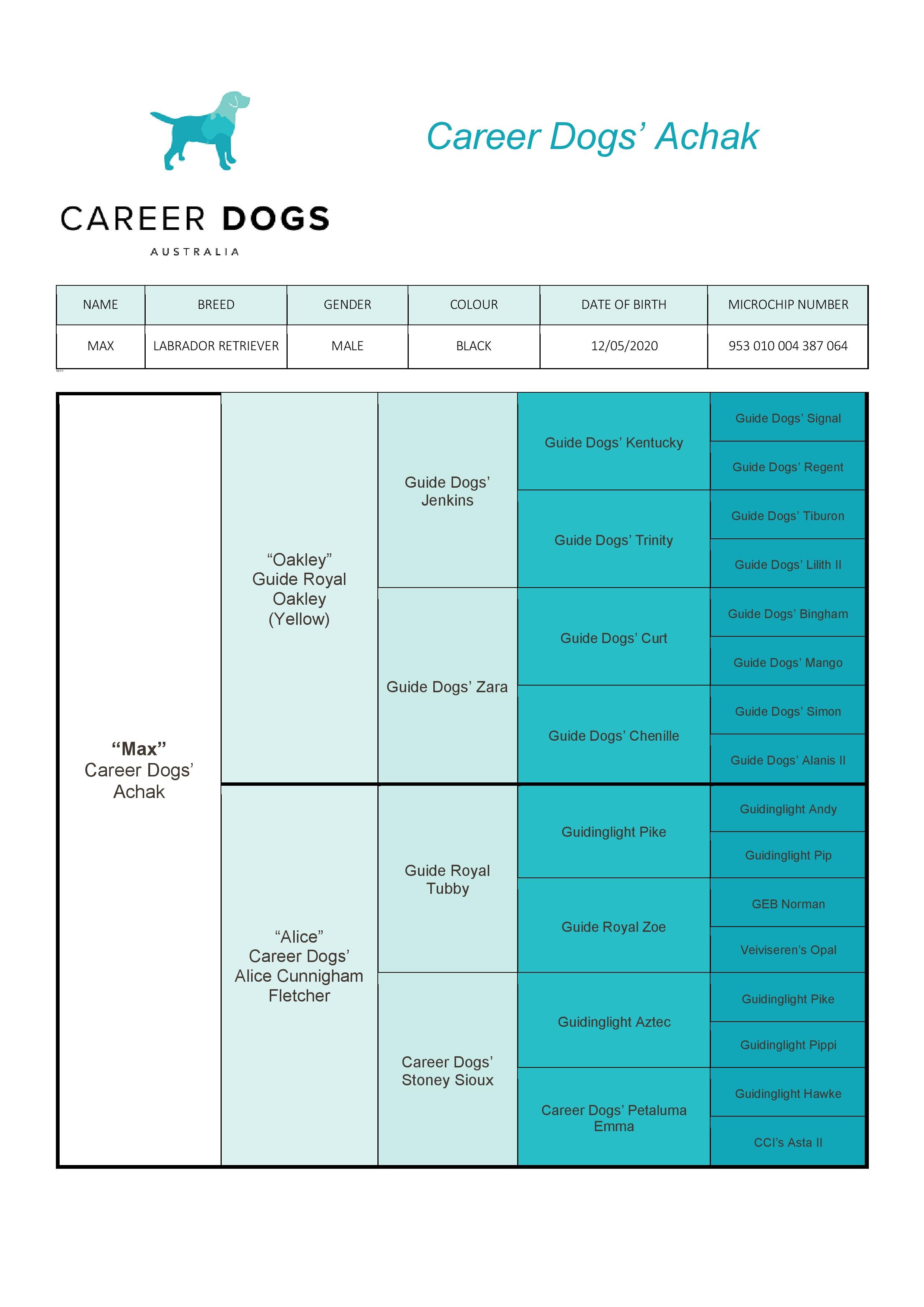 "MAX" Career Dogs' Achak — Career Dogs Australia