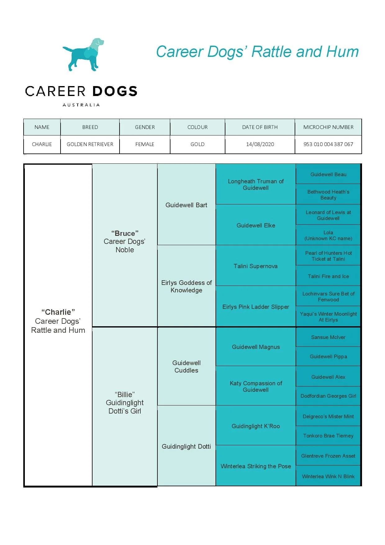 "CHARLIE" Career Dogs' Rattle and Hum — Career Dogs Australia