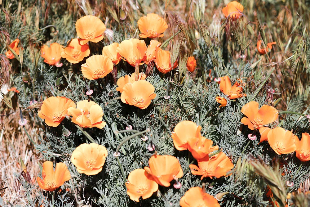 58ec7c928c2f78181b50f7b6_poppies5.jpg