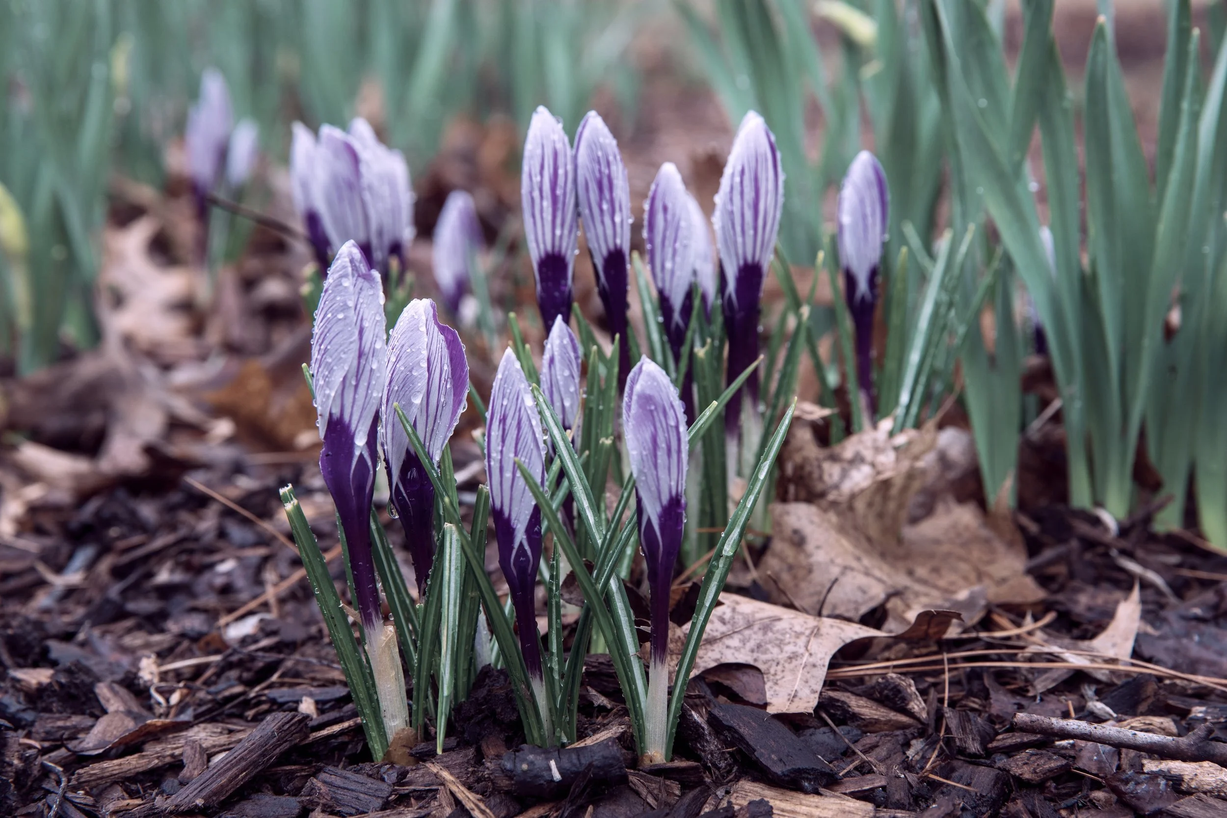 DSC03740.jpg