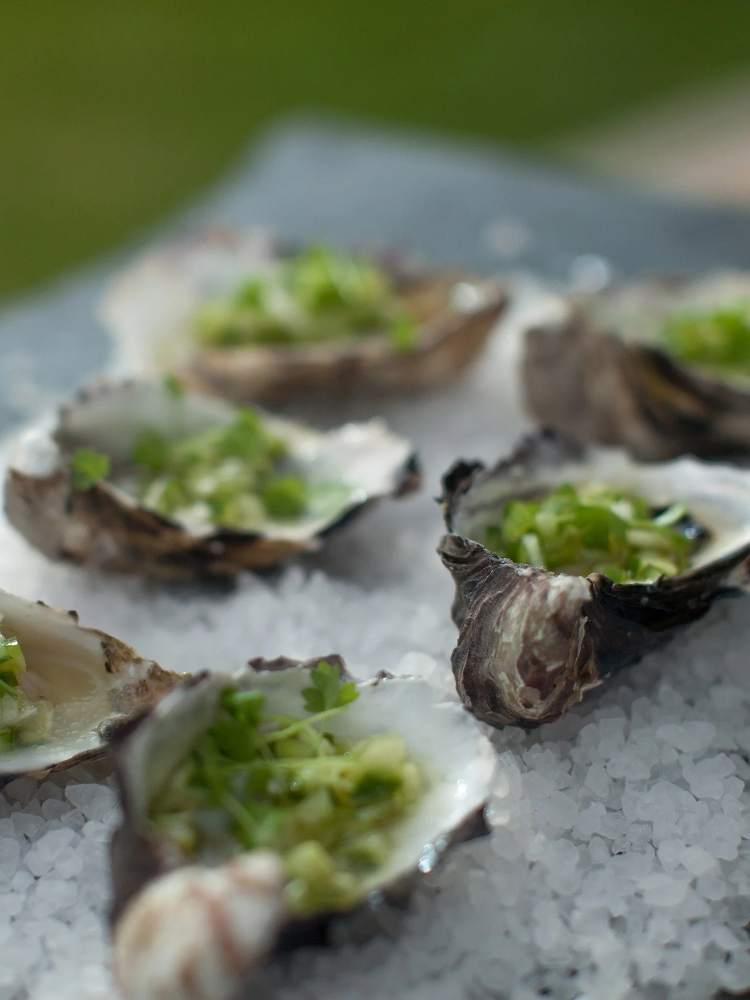 Oysters-web.jpg