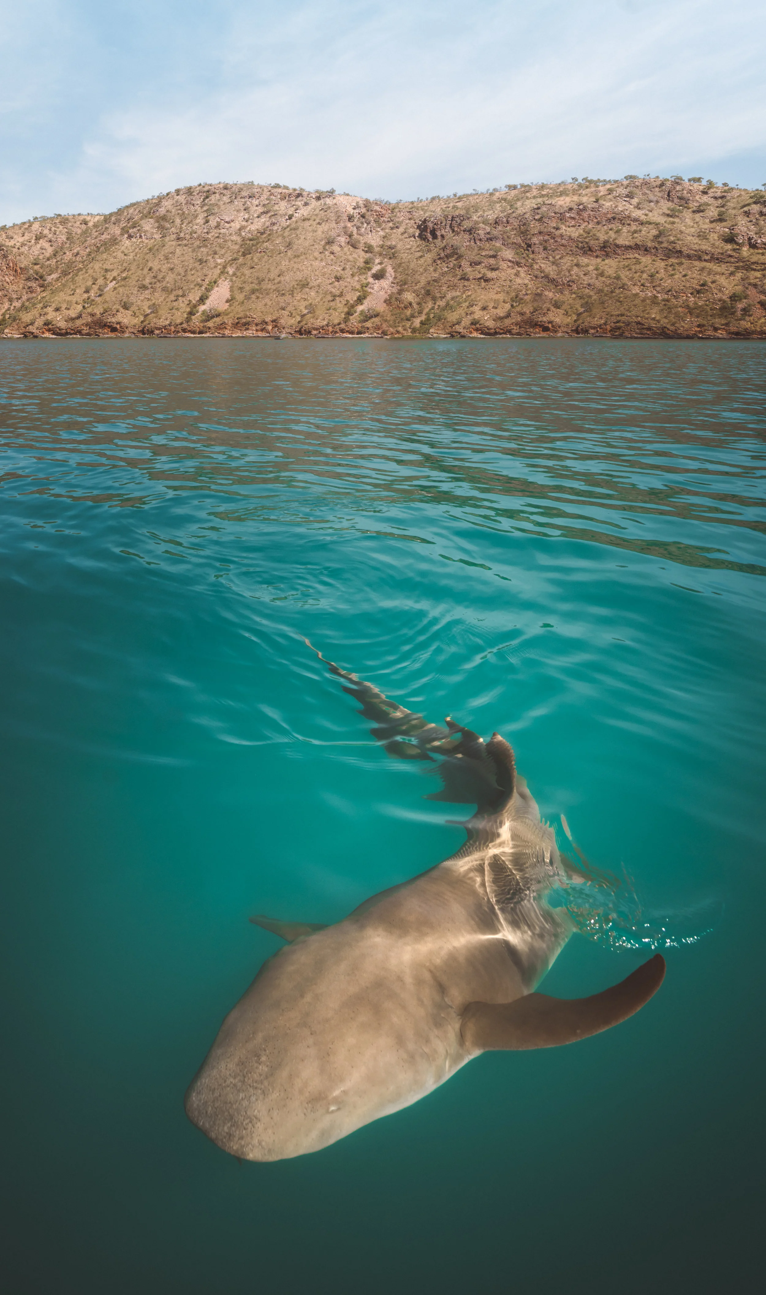 A Tawny Nurse Shark, Kimberley Australia. Image by Renata Lorrain