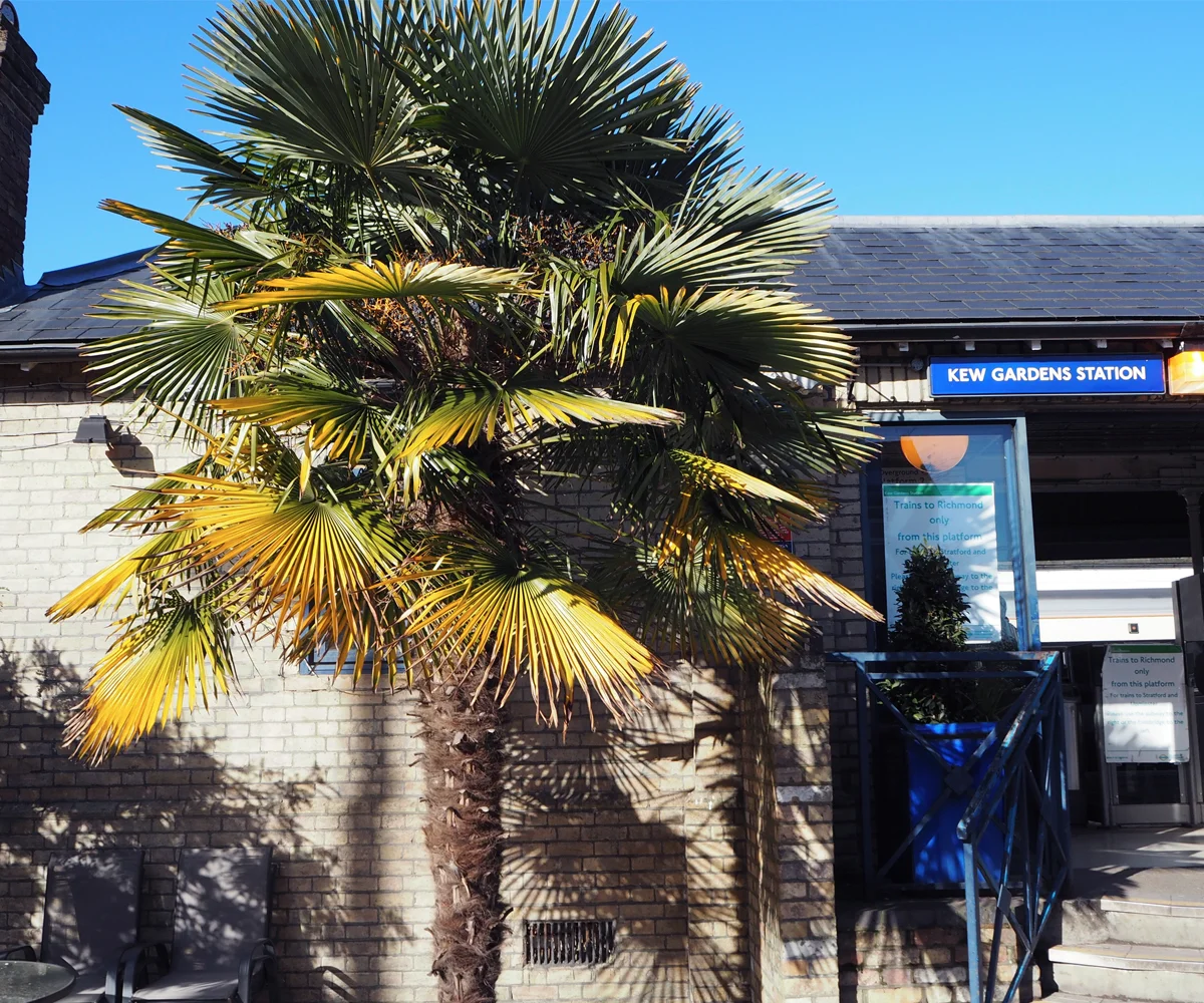 Already at the station you saw your first palm tree