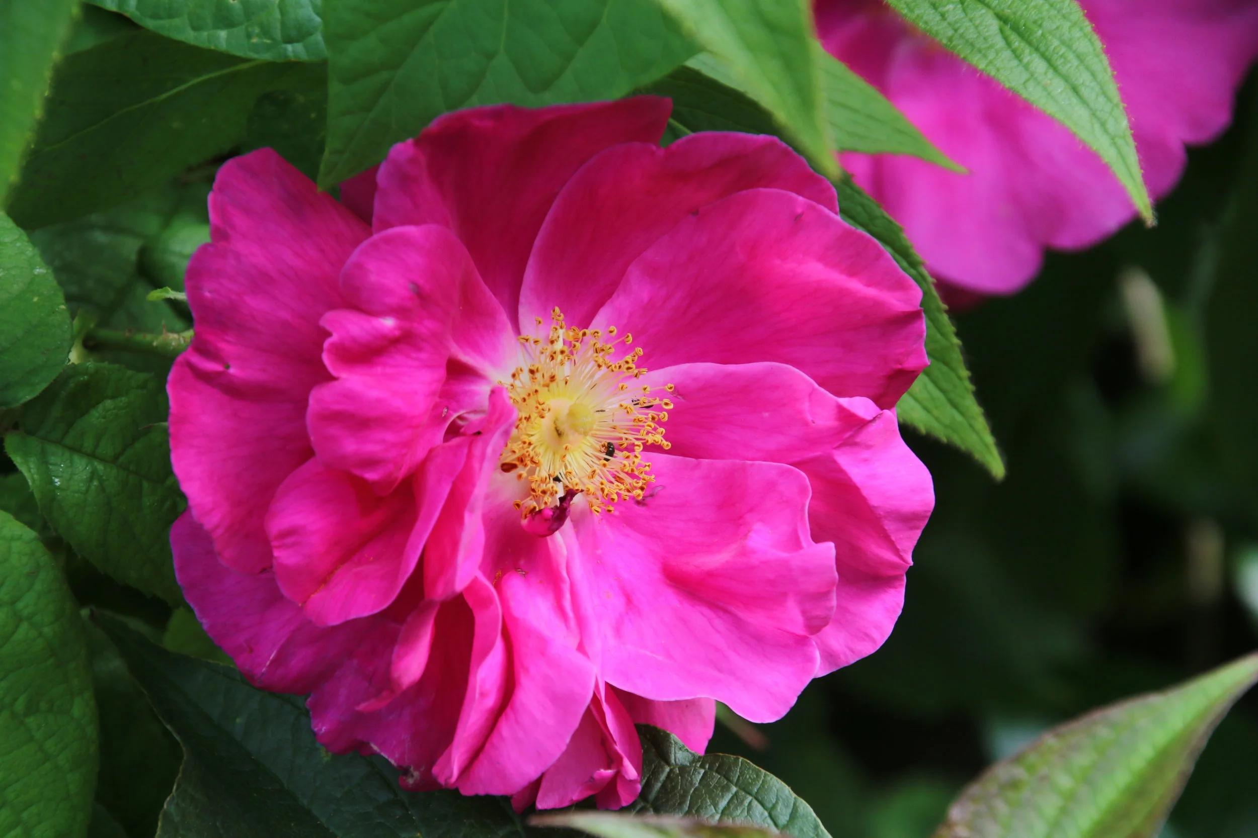 Outing – The Walled Garden, Worcester - 23rd June 2018