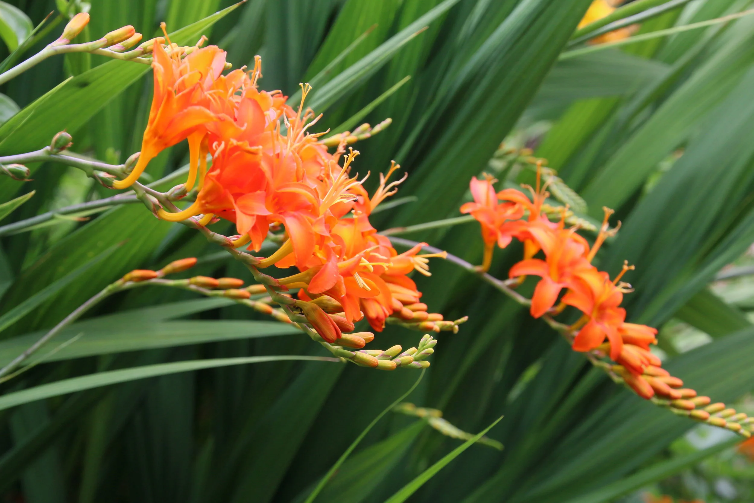 Crocosmia.JPG