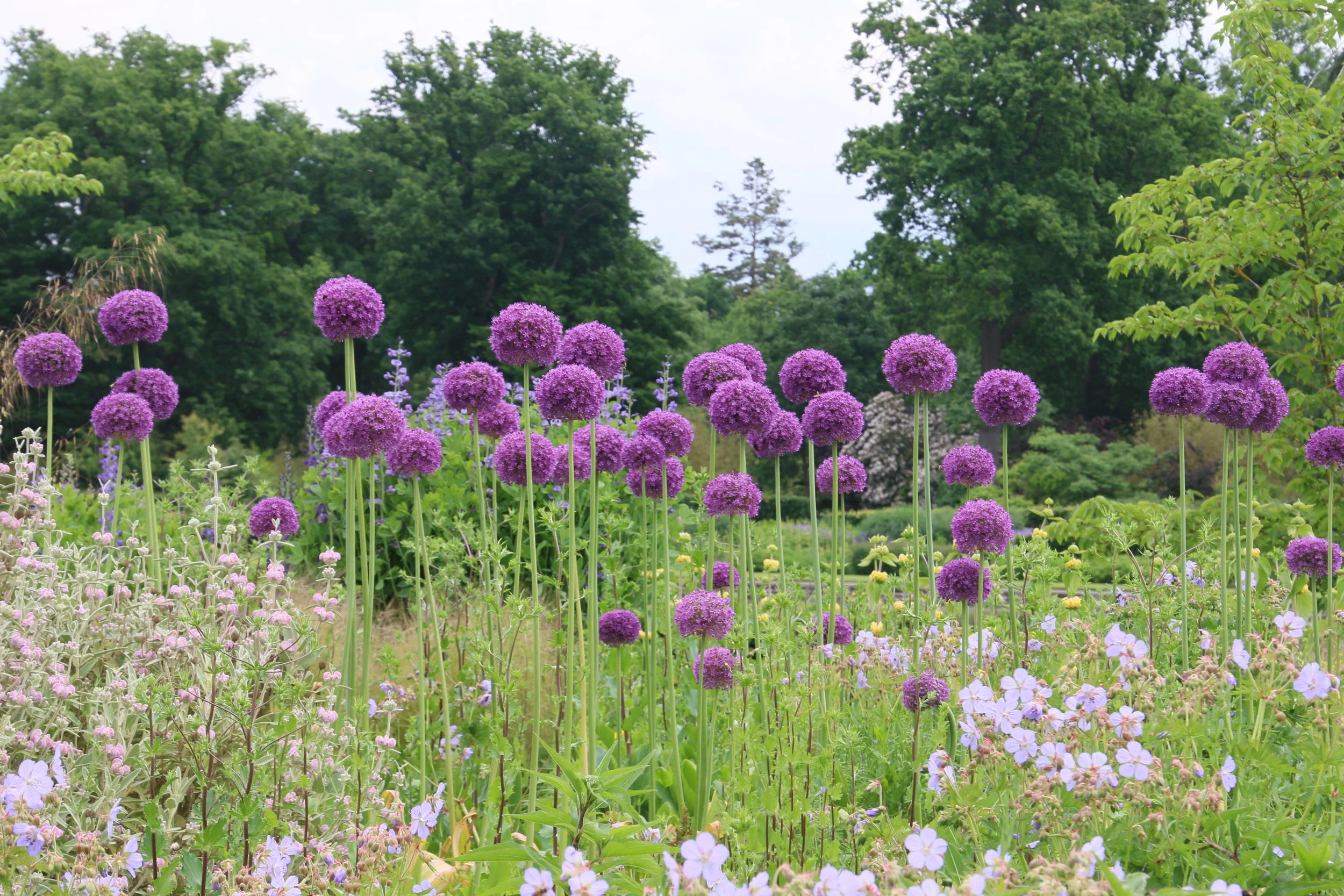 Allums at RHS Wisley.JPG