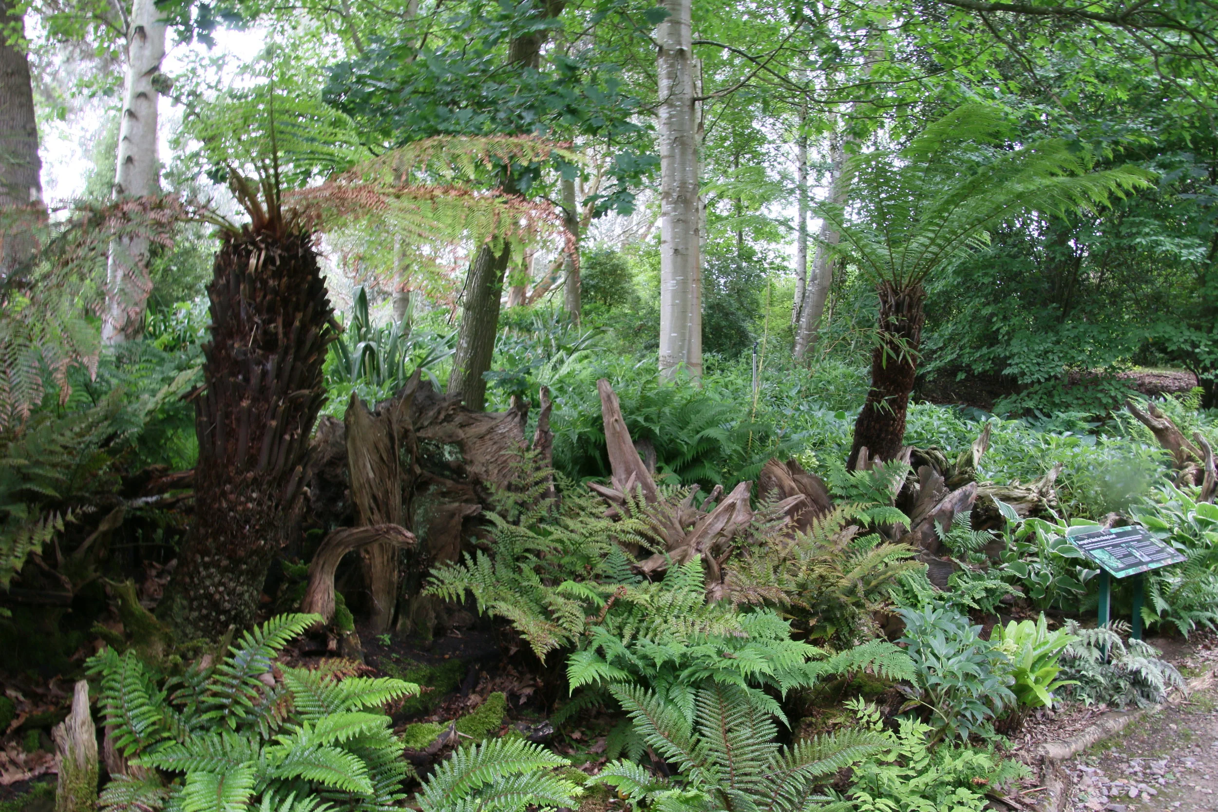 Fernery at RHS Wisley.JPG