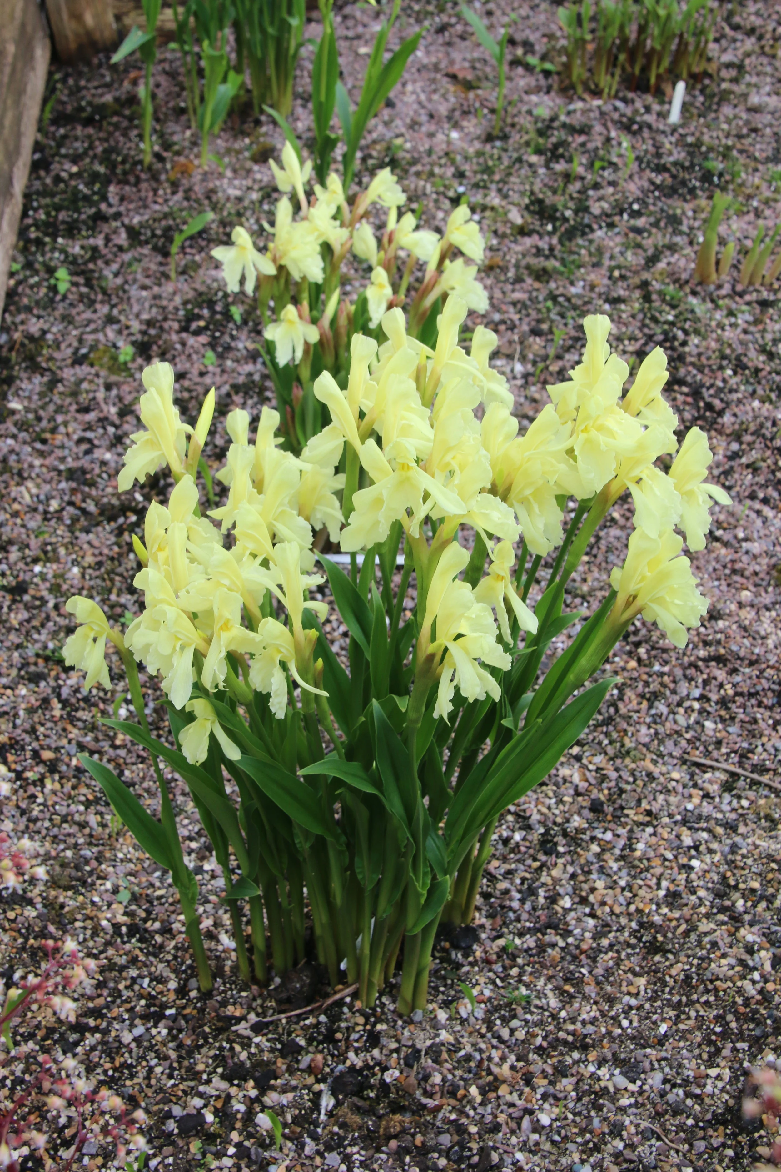 Roscoea cautleyoides.JPG