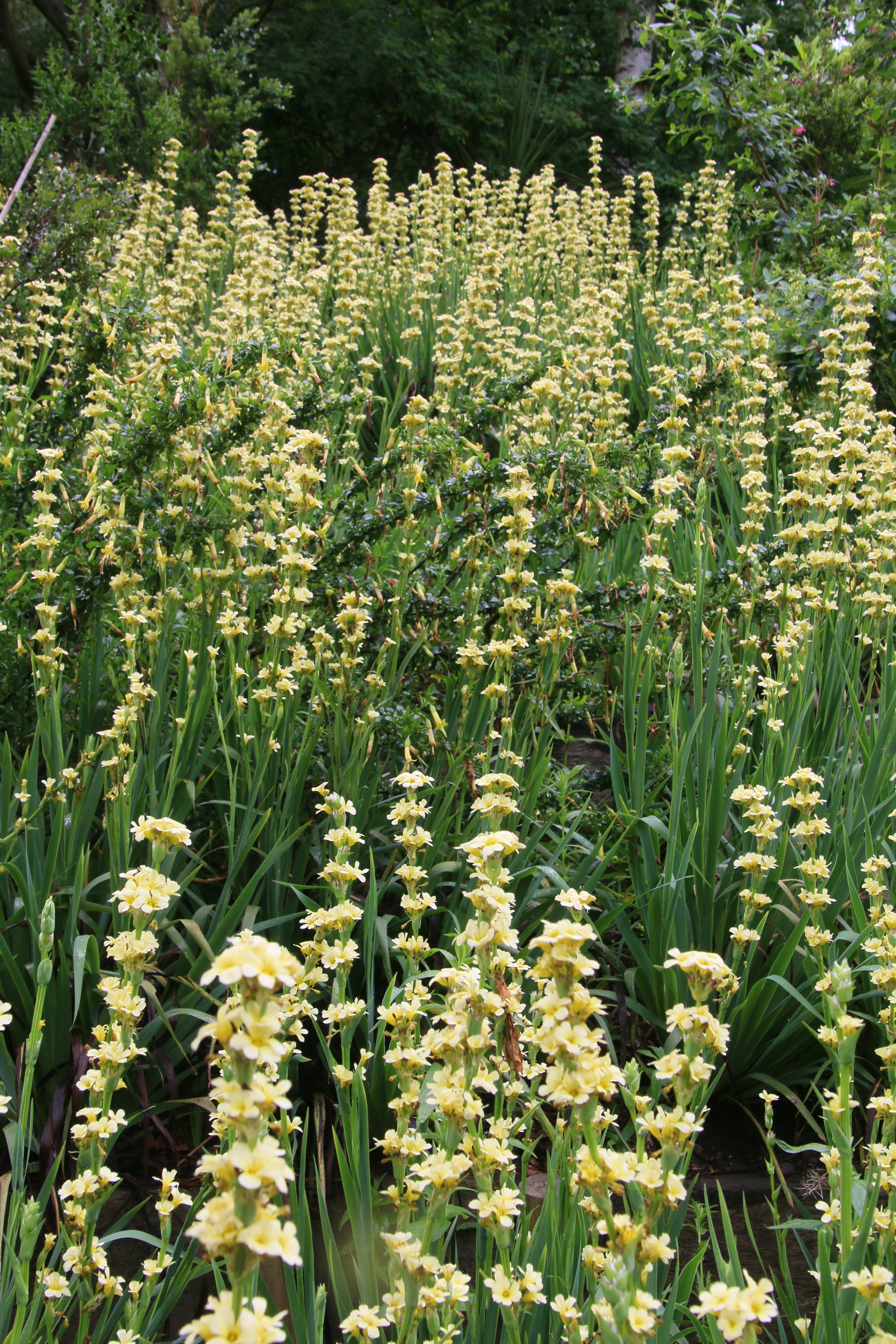Sisyrinchium striatum.JPG