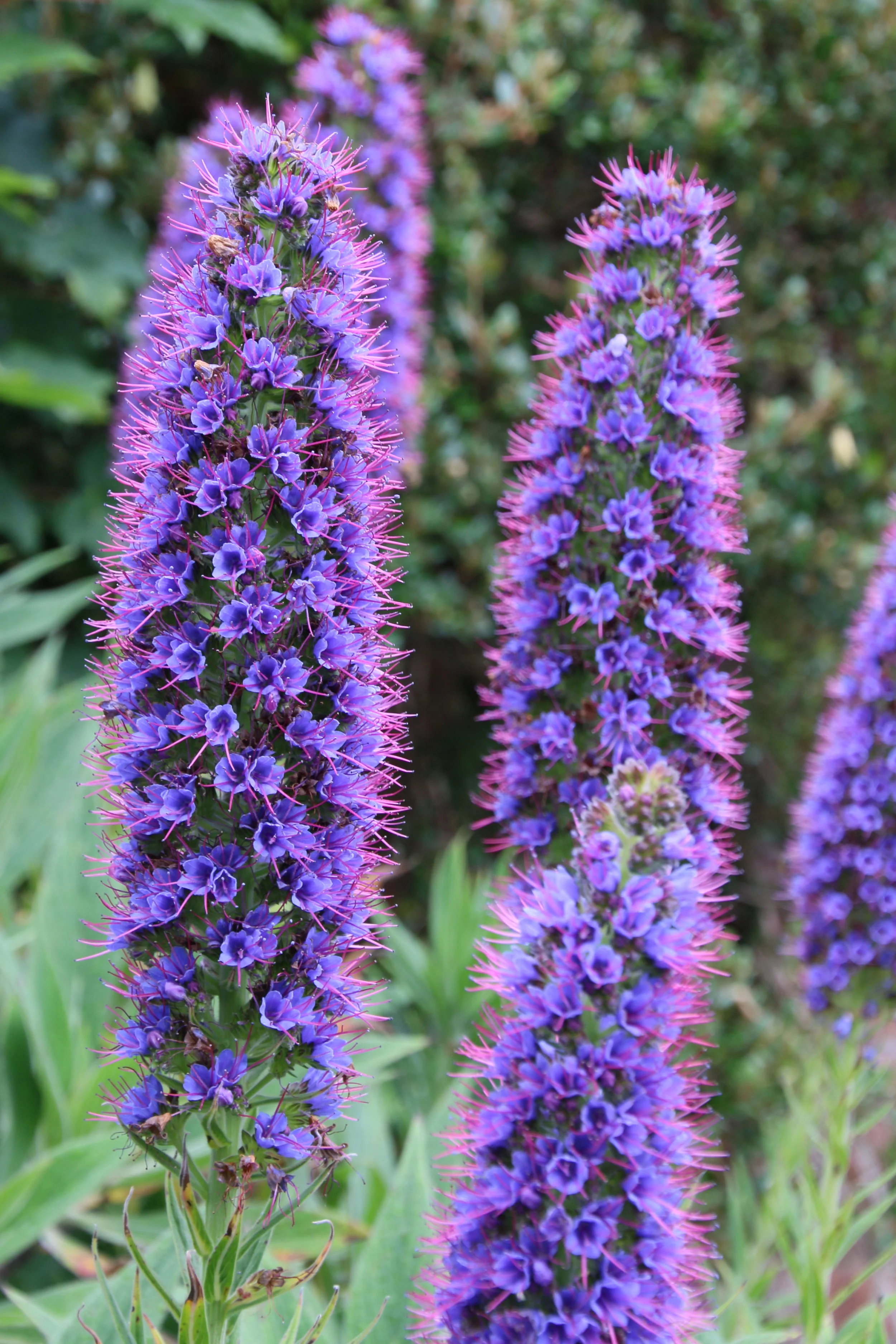 Echium nervosum.JPG