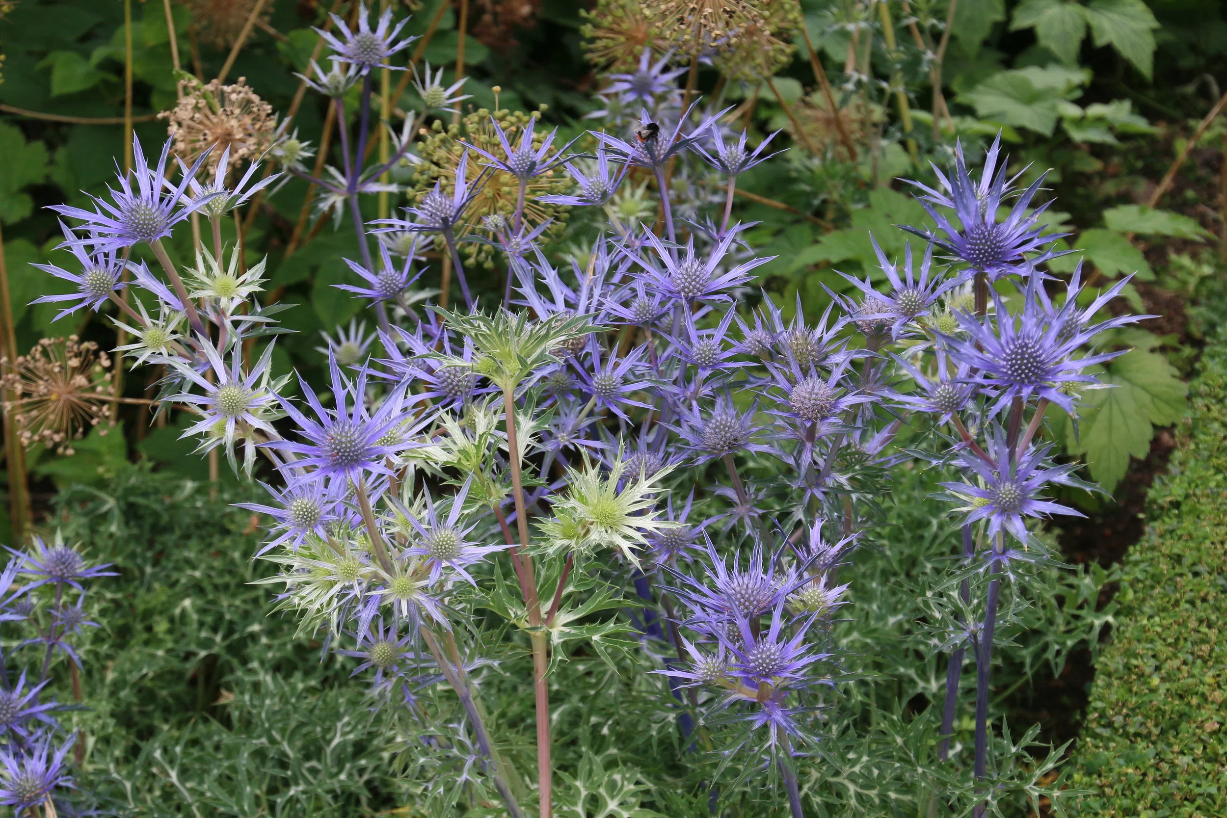 Eryngium.JPG