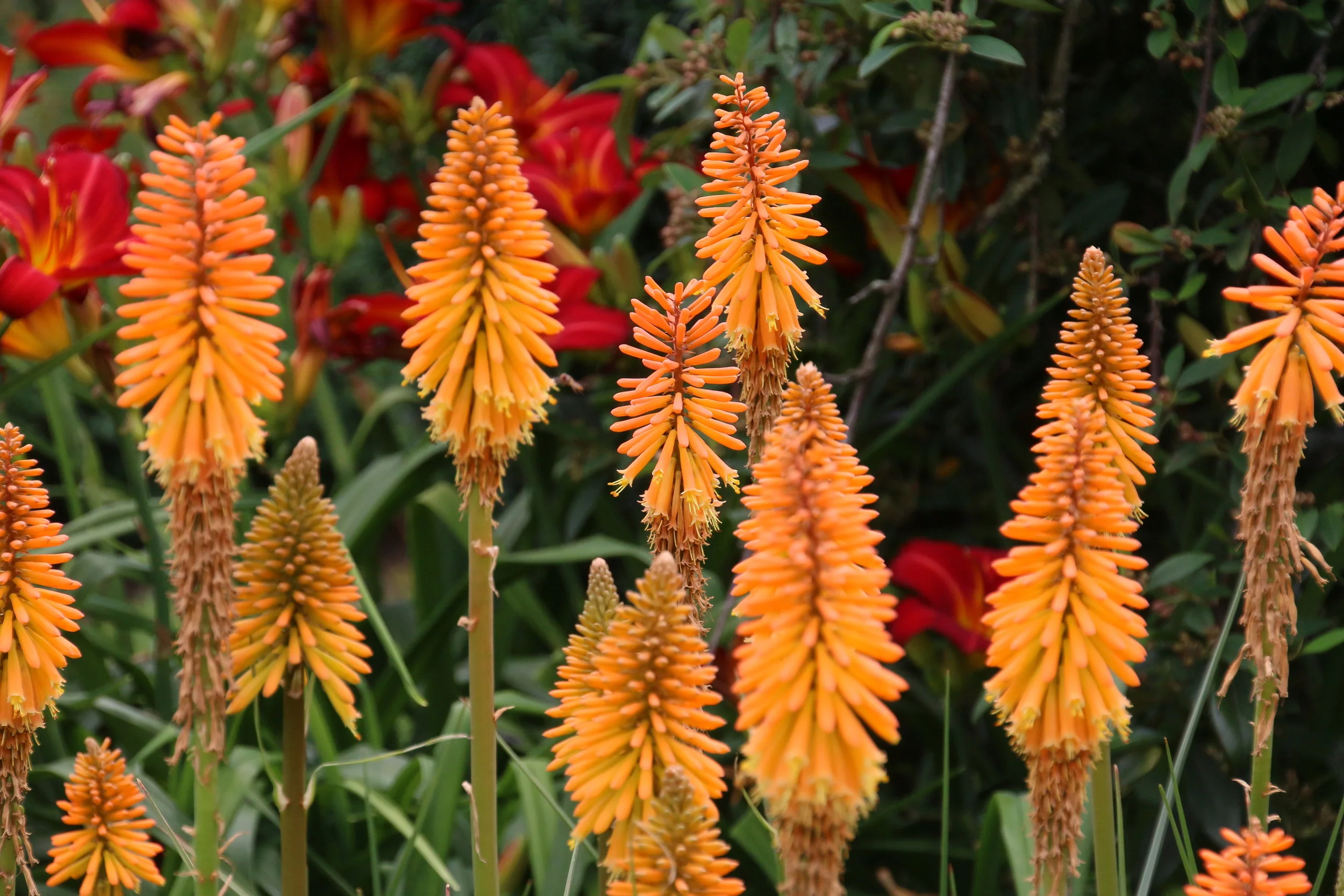 Kniphofia.JPG