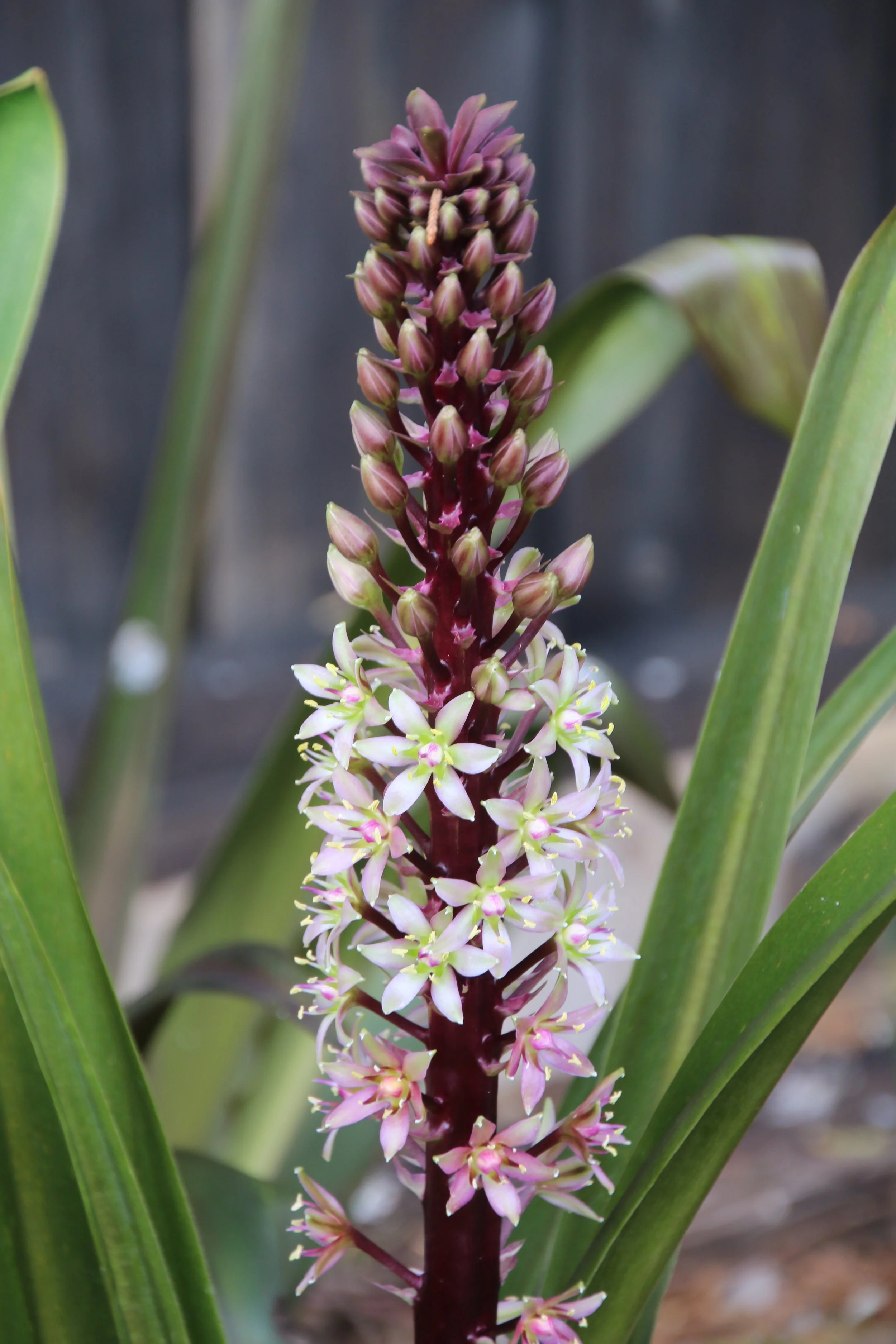 Eucomis 'Oakhurst'