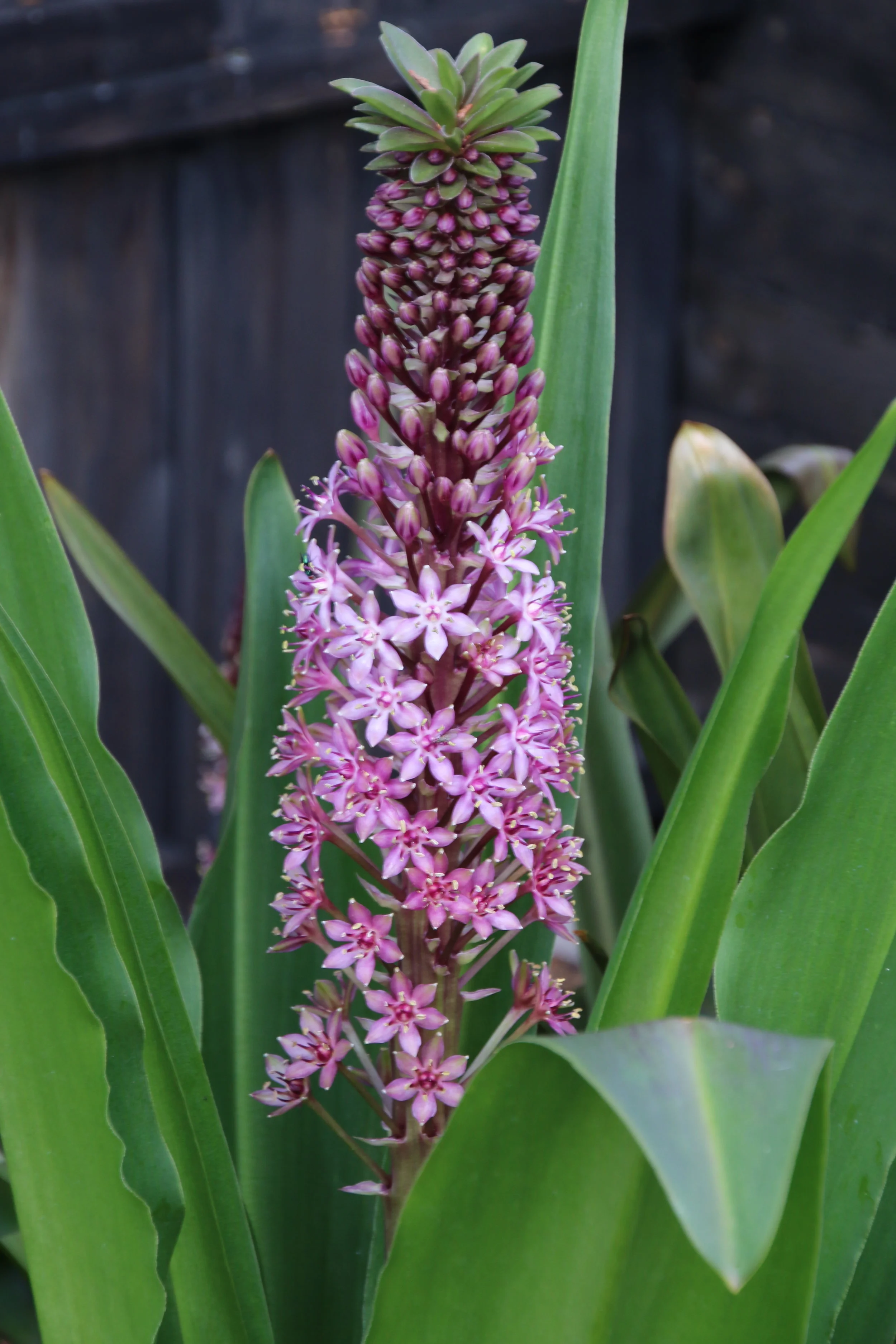 Eucomis 'Sparkling Burgundy'