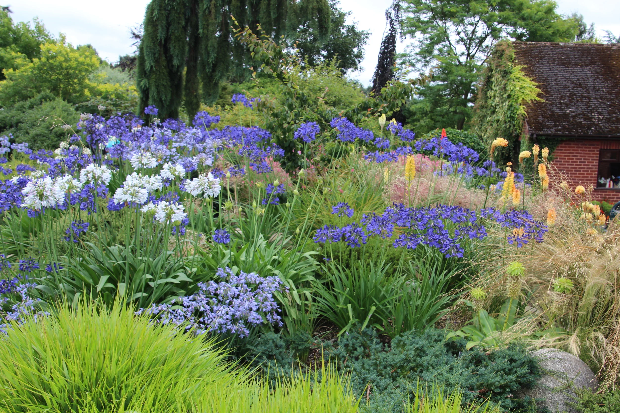 S. African bed at Ashwood Nurseries