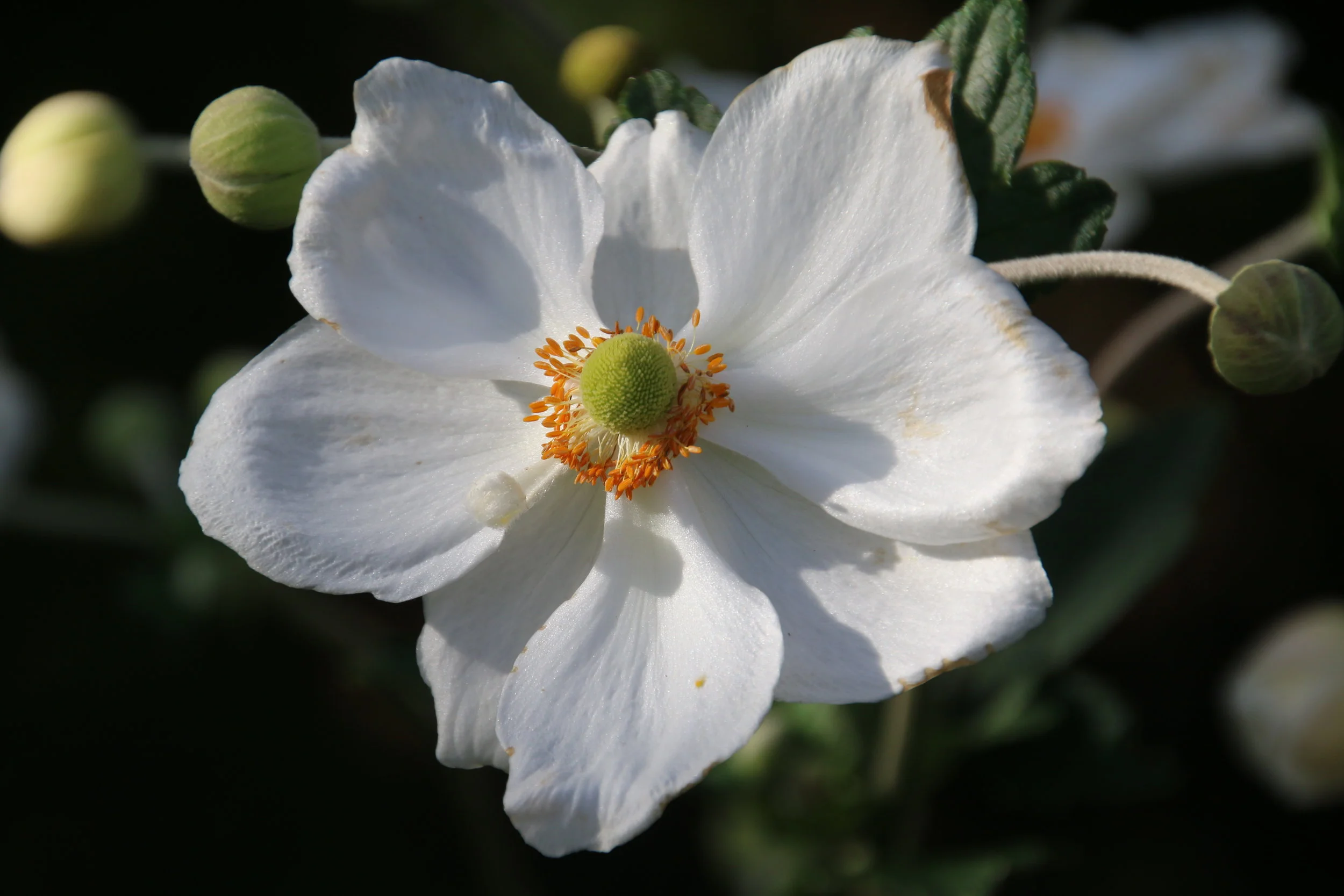 Japanese Anenome