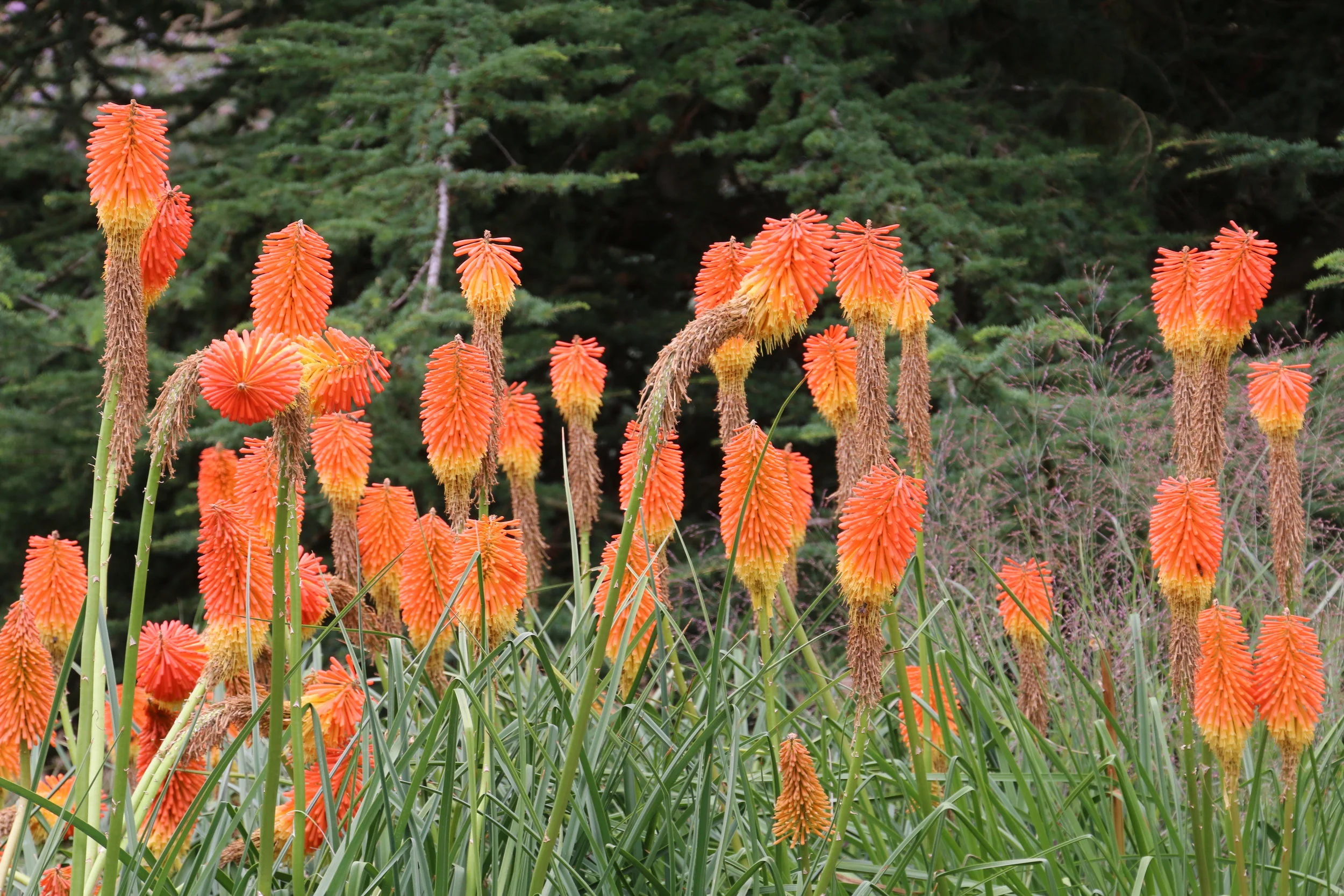 Kniphofia