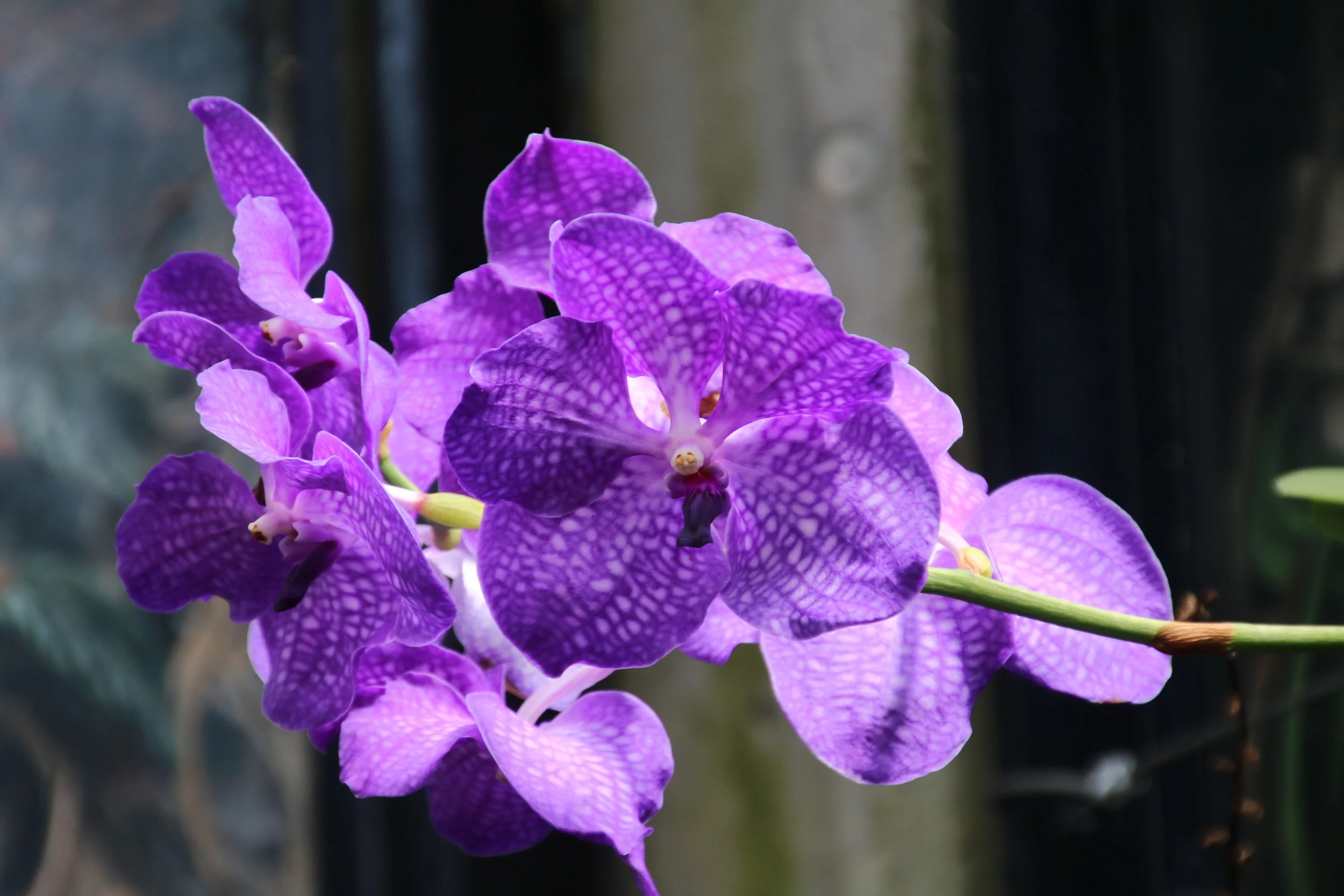 Vanda Orchid
