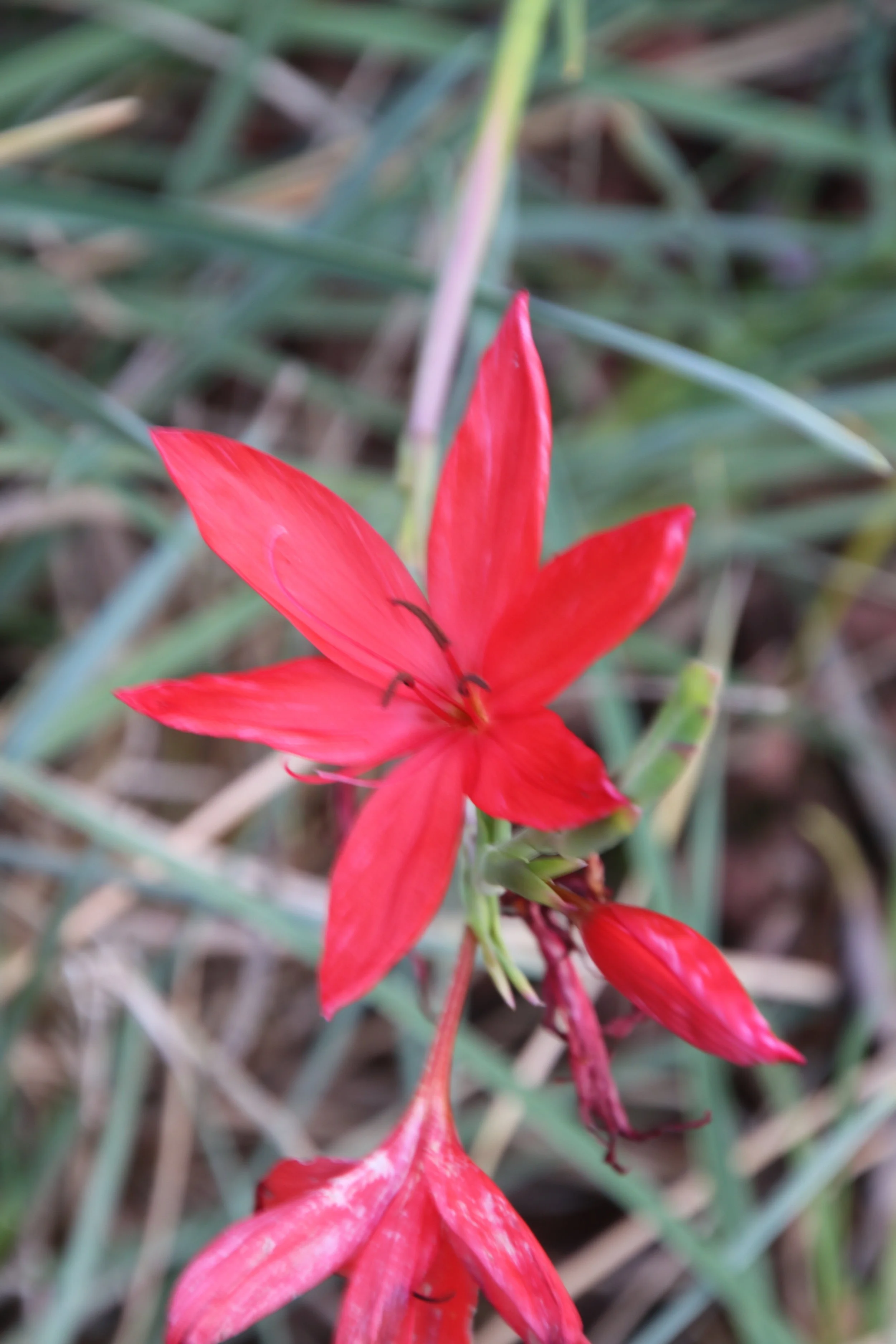 Hesperantha coccinea