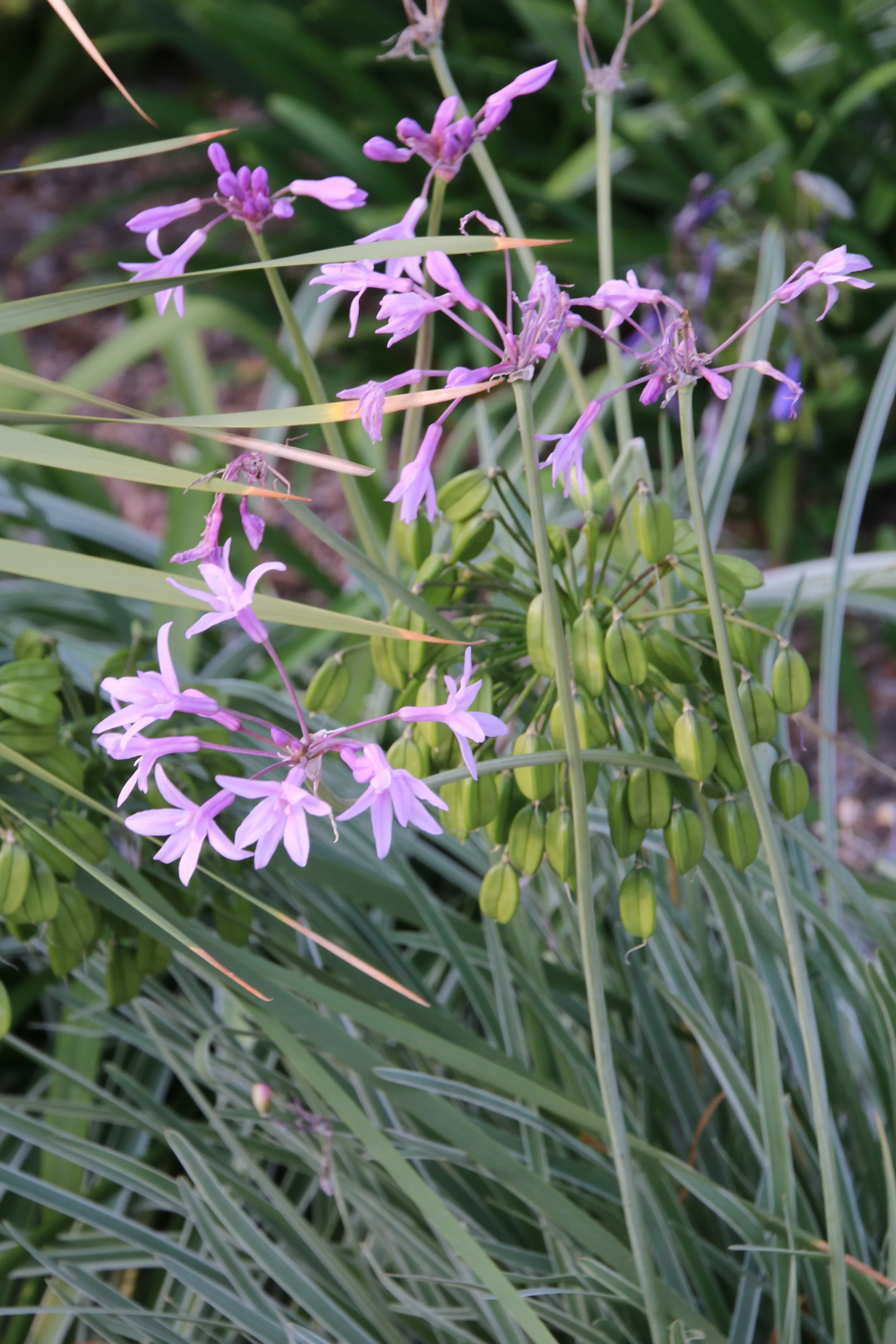 Tulbaghia 'Silver Lace'