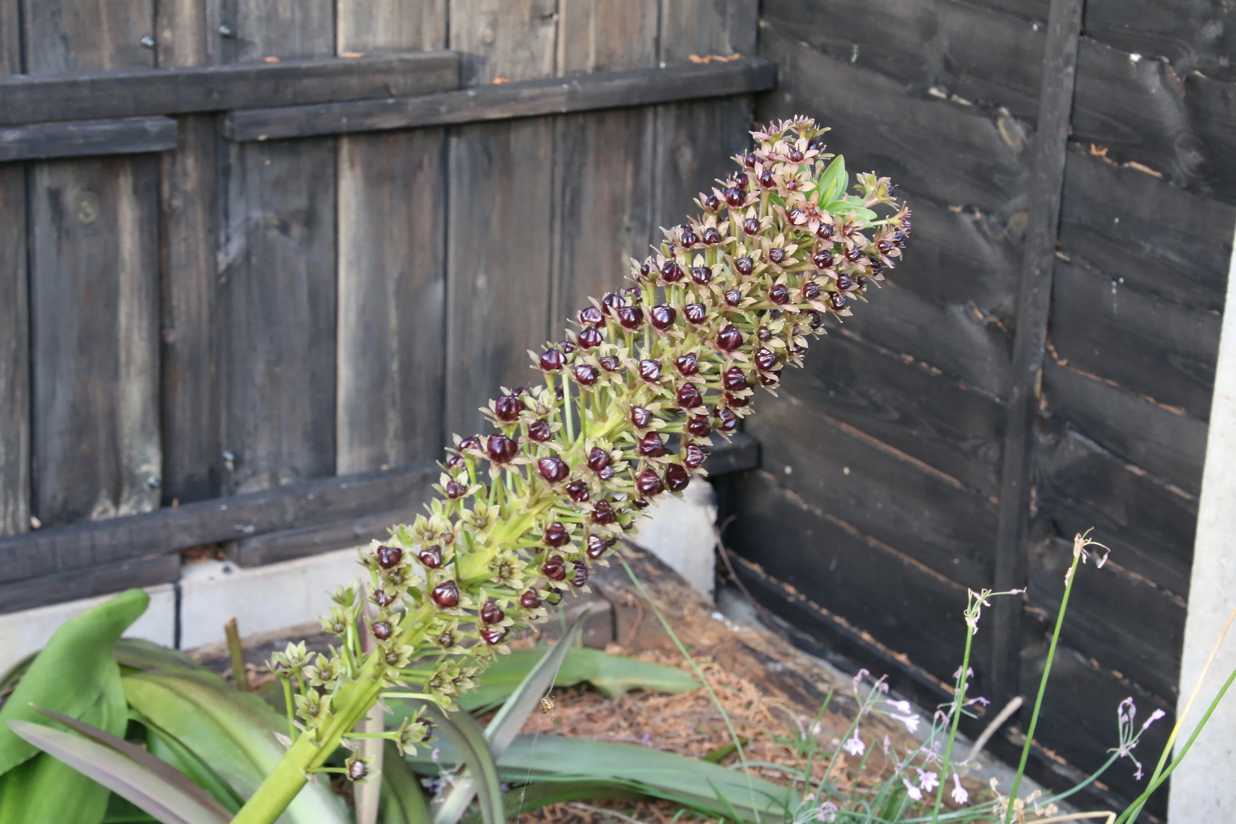 Fruits of Eucomis 'Sparkling Beauty'
