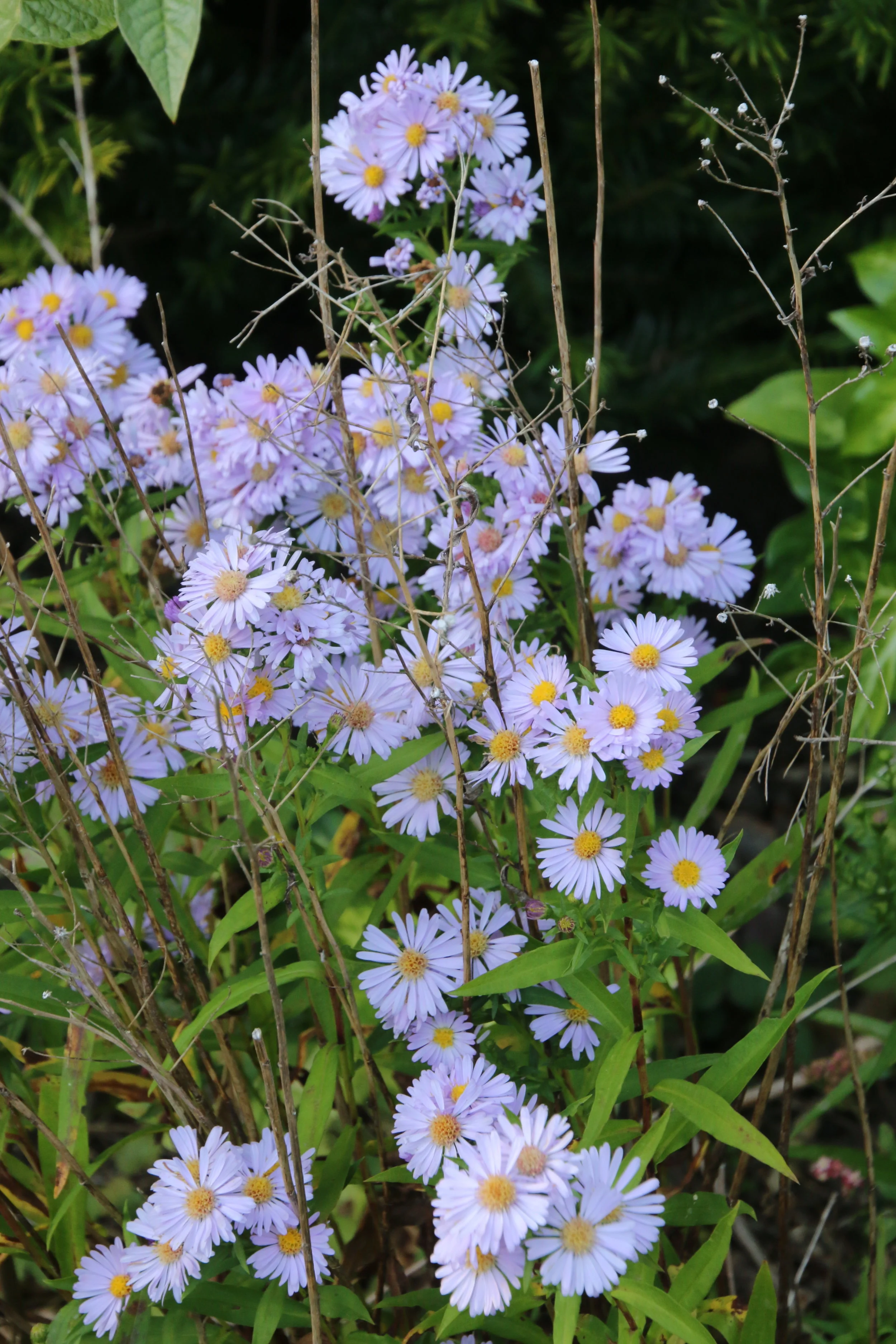 Aster