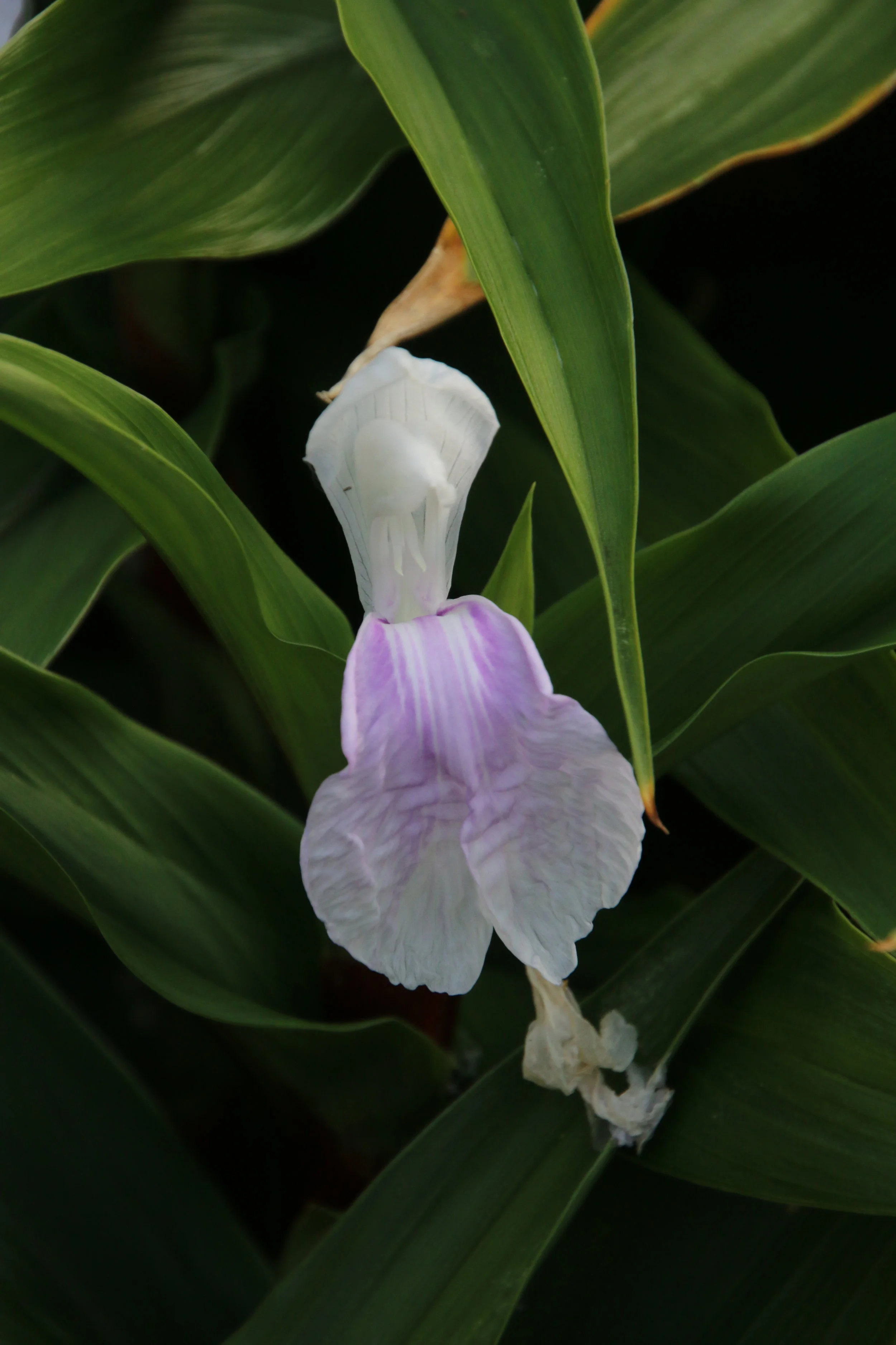 Roscoea 'Vannin'